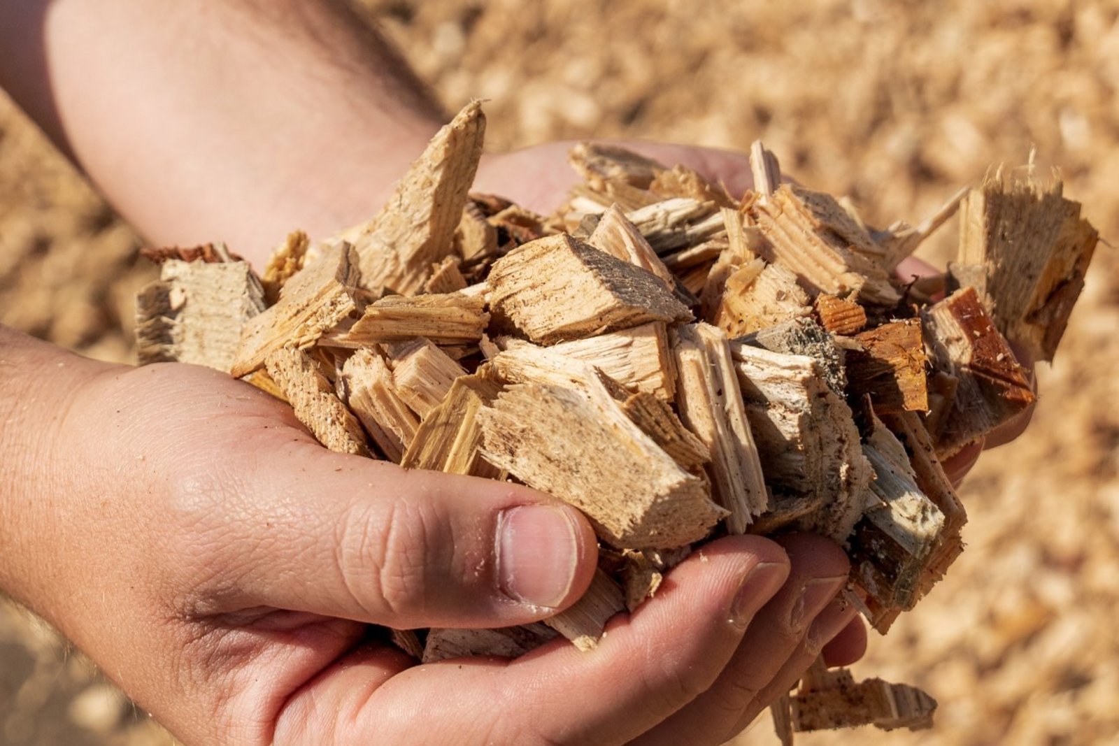 Detail rukou držící hrst dřevní štěpky na Pile Křemže